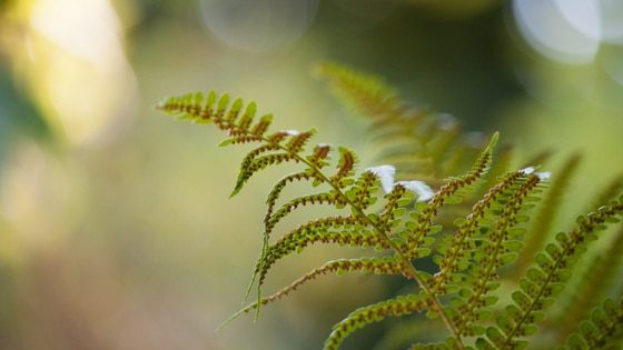 green fern branch