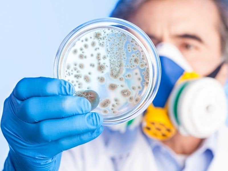 man inspecting microbes on a petrie dish