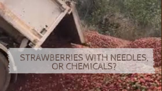 Strawberries with Needles, or Chemicals?